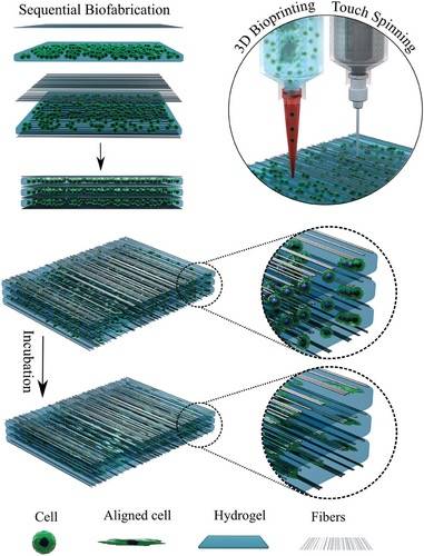 将水凝胶和纤维结合，开发用于组织再生的3D打印技术 