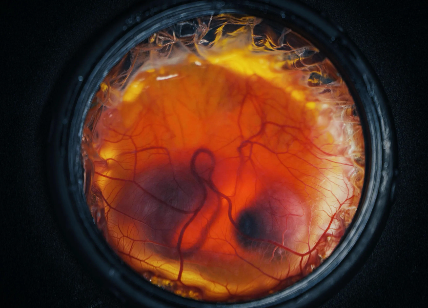 先有鸡还是蛋？Colossal Biosciences用3D打印人造蛋壳成功孵出小鸡